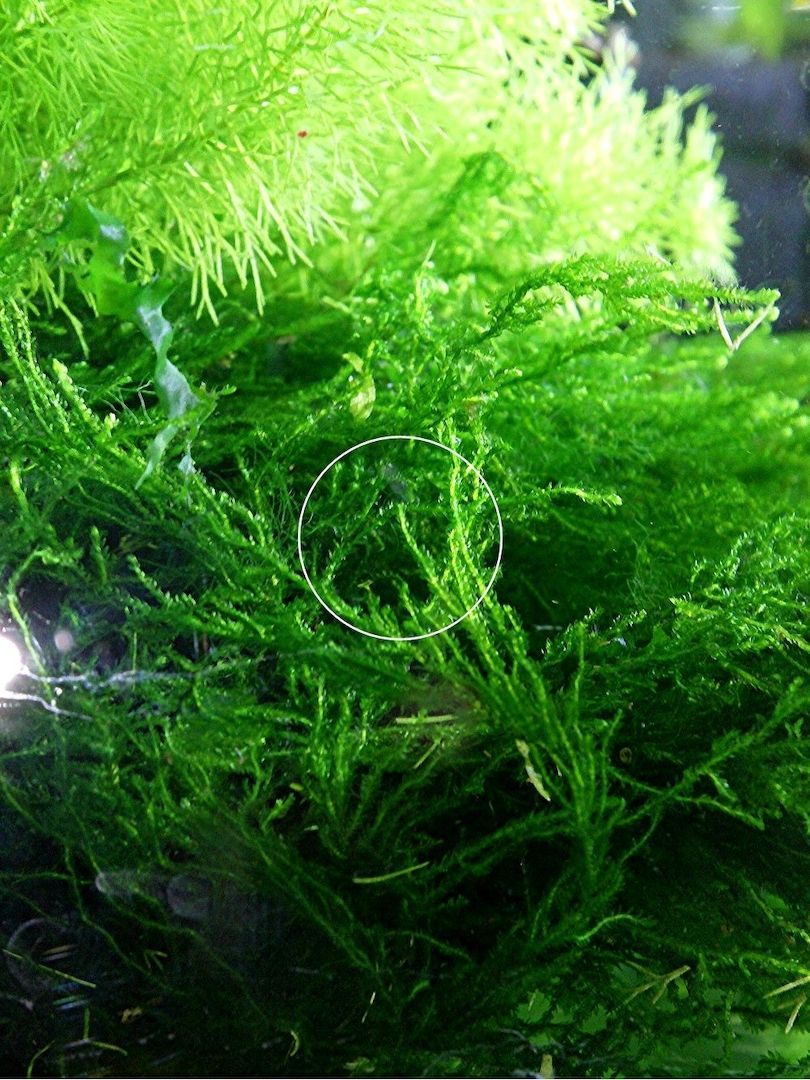 Flammenmoos, Aquariumpflanze, Versand/ Abholung Flammenmoos, Aquariumpflanze, Versand/ Abholung