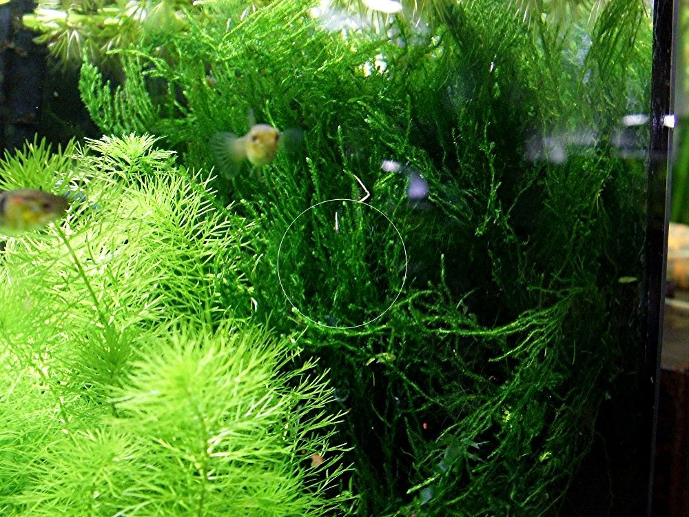 Flammenmoos, Aquariumpflanze, Versand/ Abholung Flammenmoos, Aquariumpflanze, Versand/ Abholung