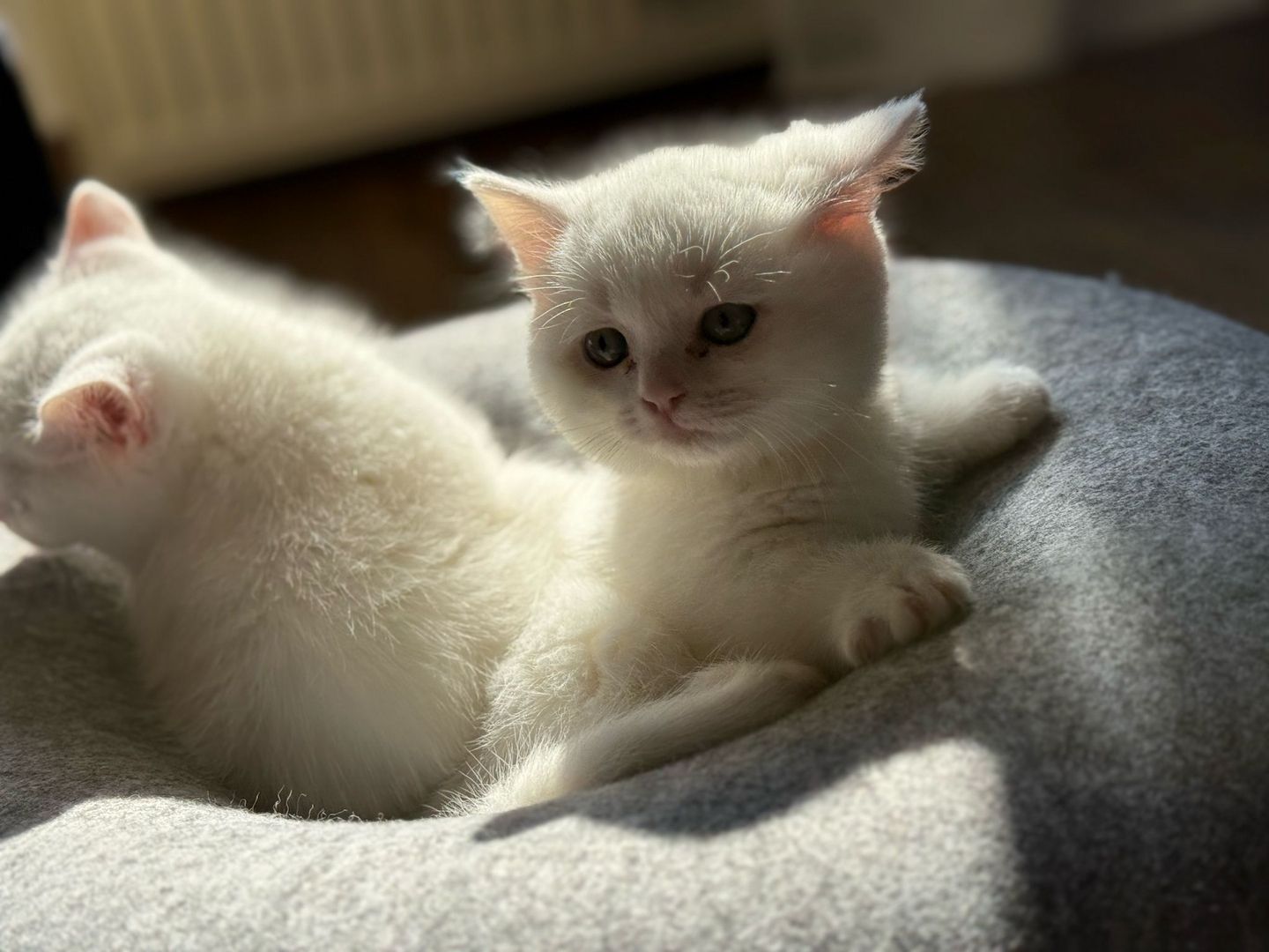 Munchkin Baby Katze Kitten Weiss