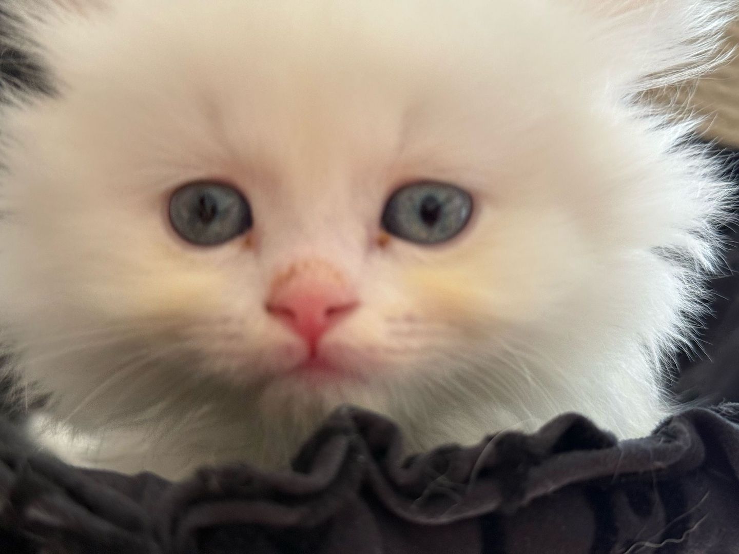 Munchkin Baby Katze Kitten Weiss