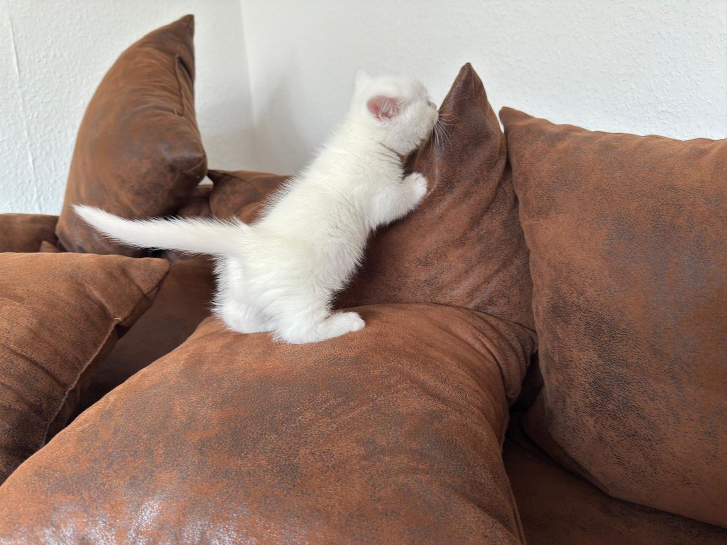 Munchkin Baby Katze Kitten Weiss