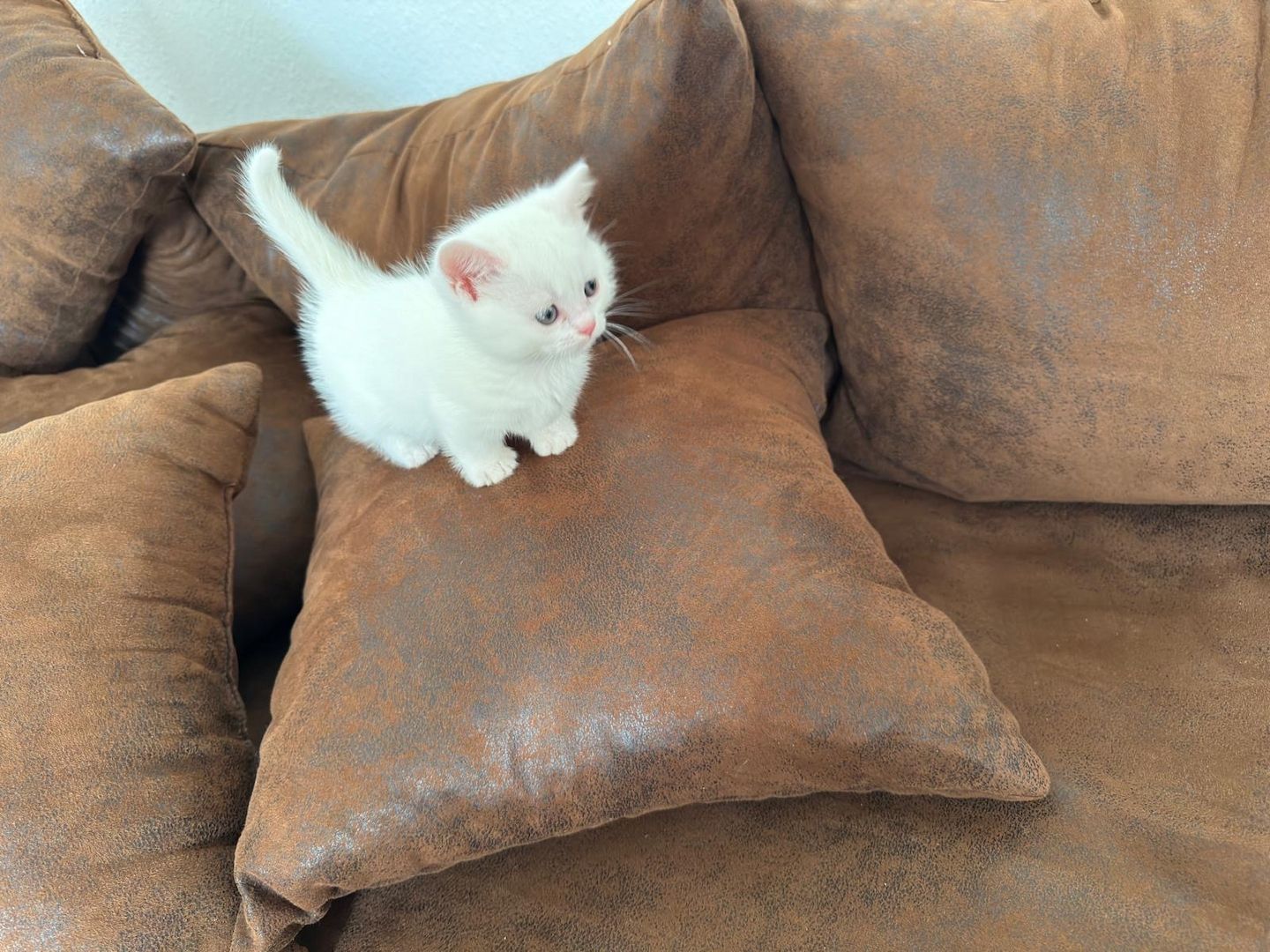 Munchkin Baby Katze Kitten Weiss