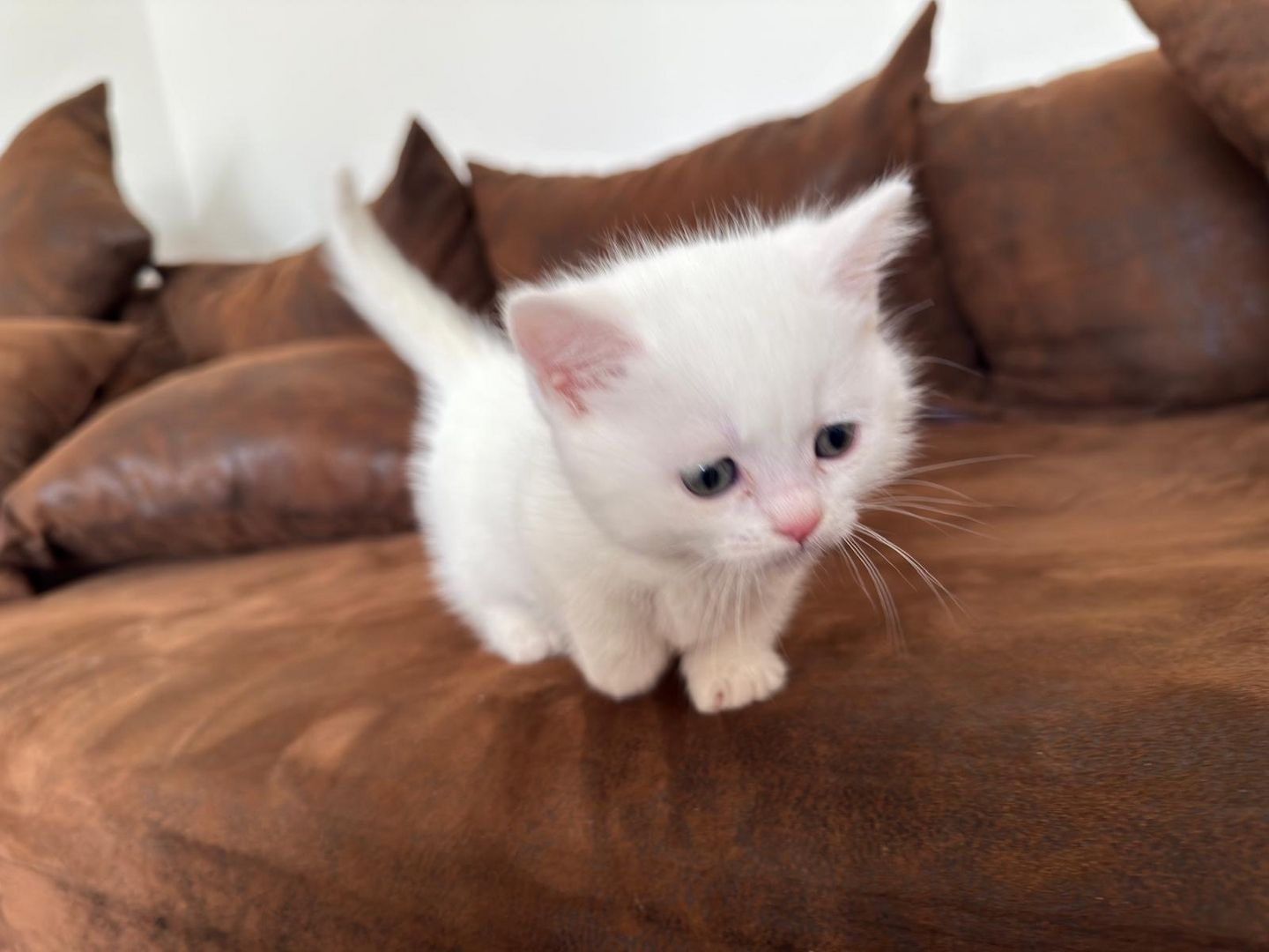 Munchkin Baby Katze Kitten Weiss