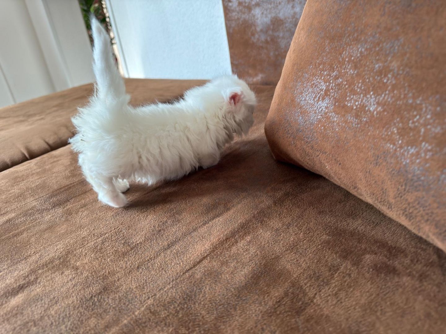 Munchkin Baby Katze Kitten Weiss