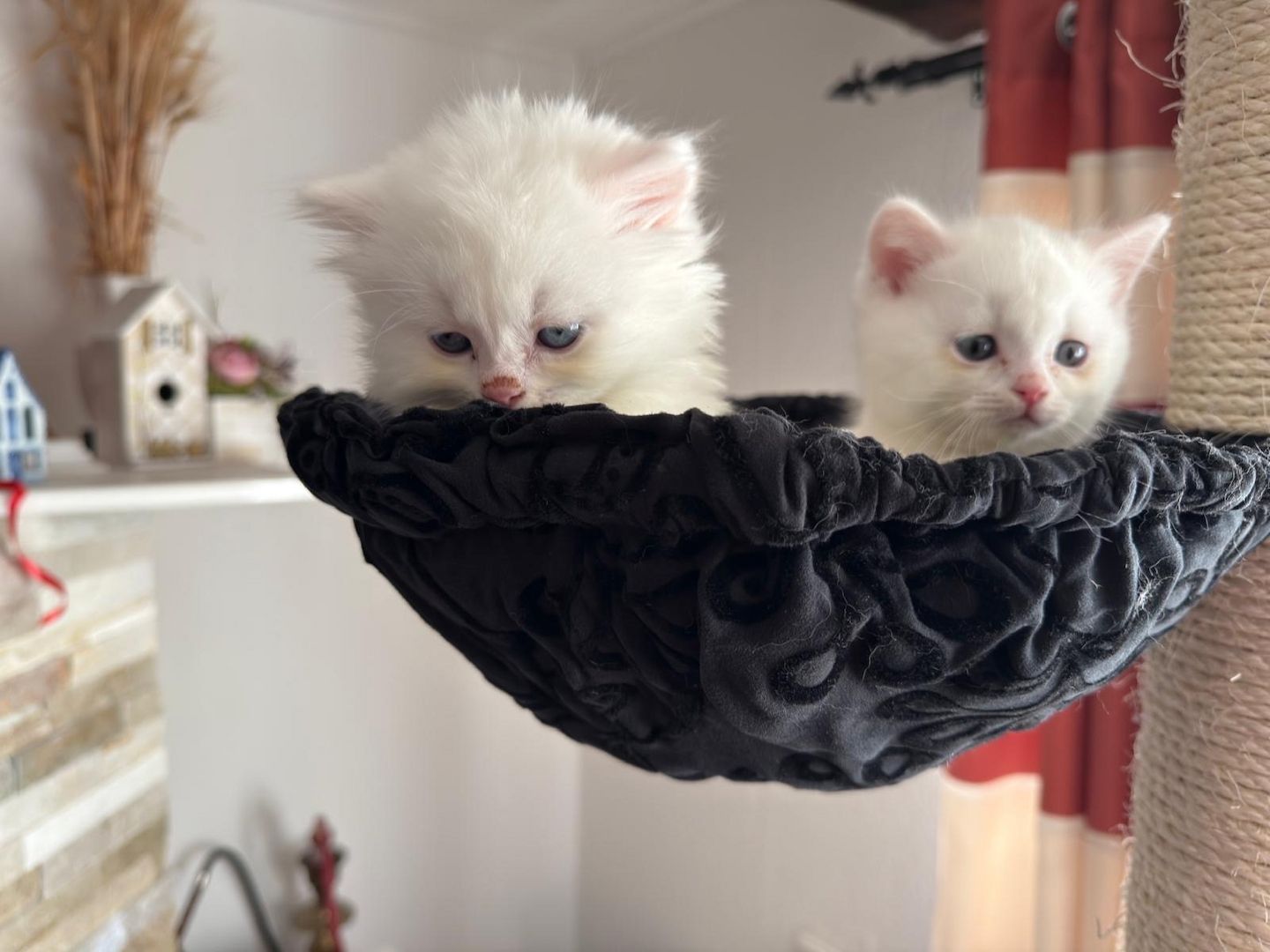 Munchkin Baby Katze Kitten Weiss