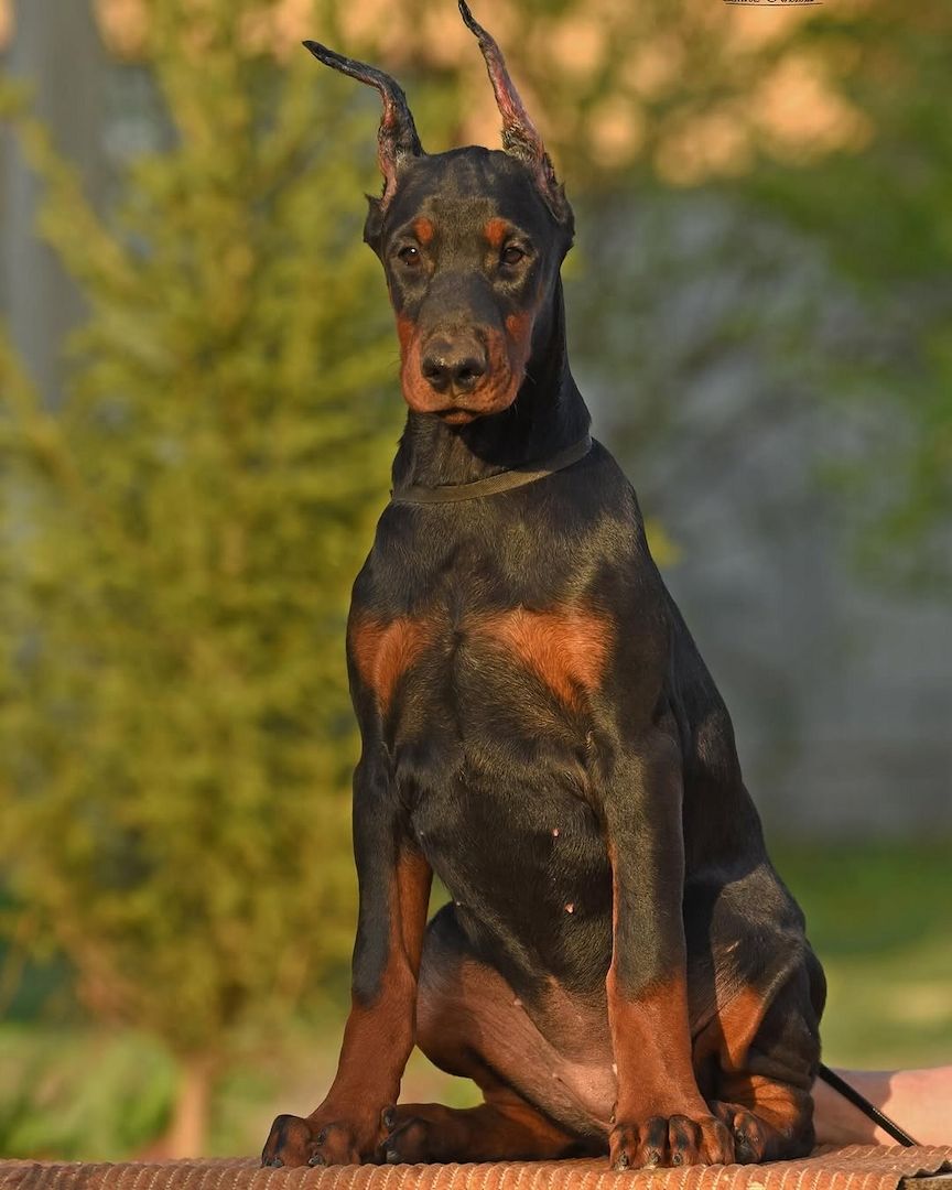 Dobermann-Welpen – reinrassig mit Papieren und Ahnentafel Dobermann-Welpen – reinrassig mit Papieren und Ahnentafel