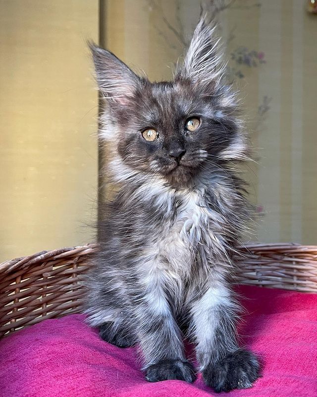 Exotische, flauschige Europäische Maine-Coon-Kätzchen.