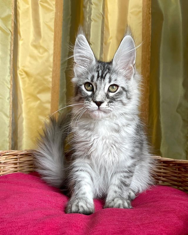 Exotische, flauschige Europäische Maine-Coon-Kätzchen.