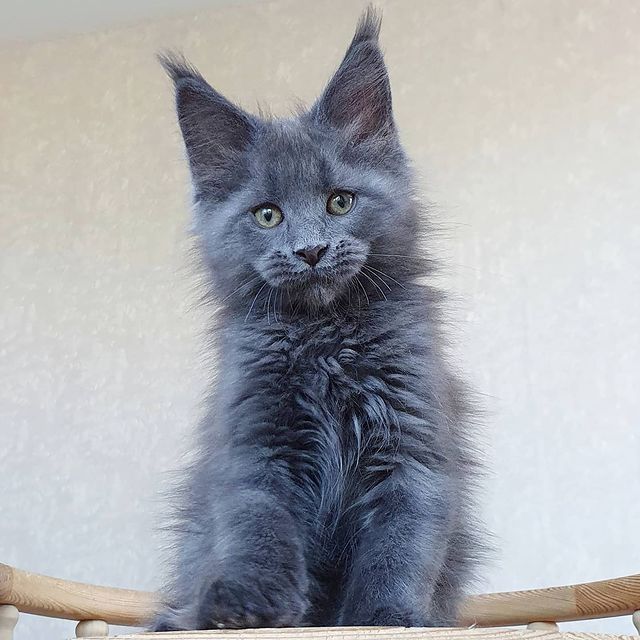 Exotische, flauschige Europäische Maine-Coon-Kätzchen.