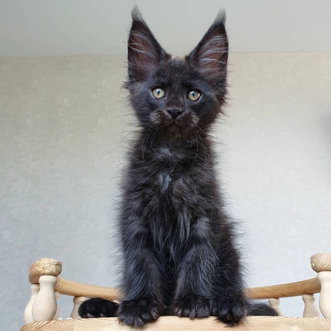 Wunderschöne Maine Coon Babys mit Stammbaum.