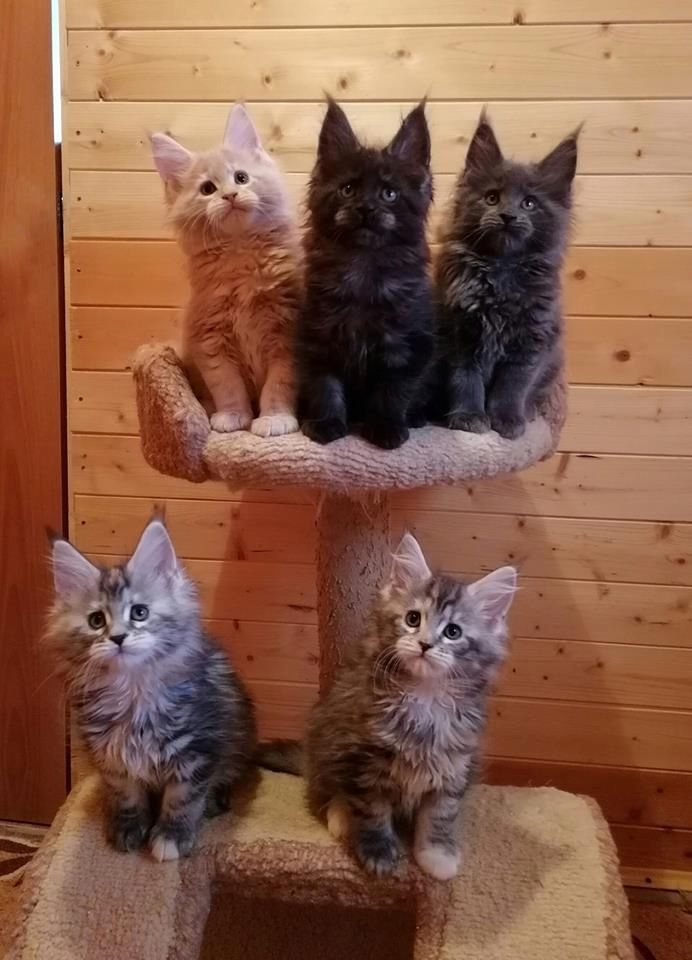 Typvolle Maine Coon Kitten