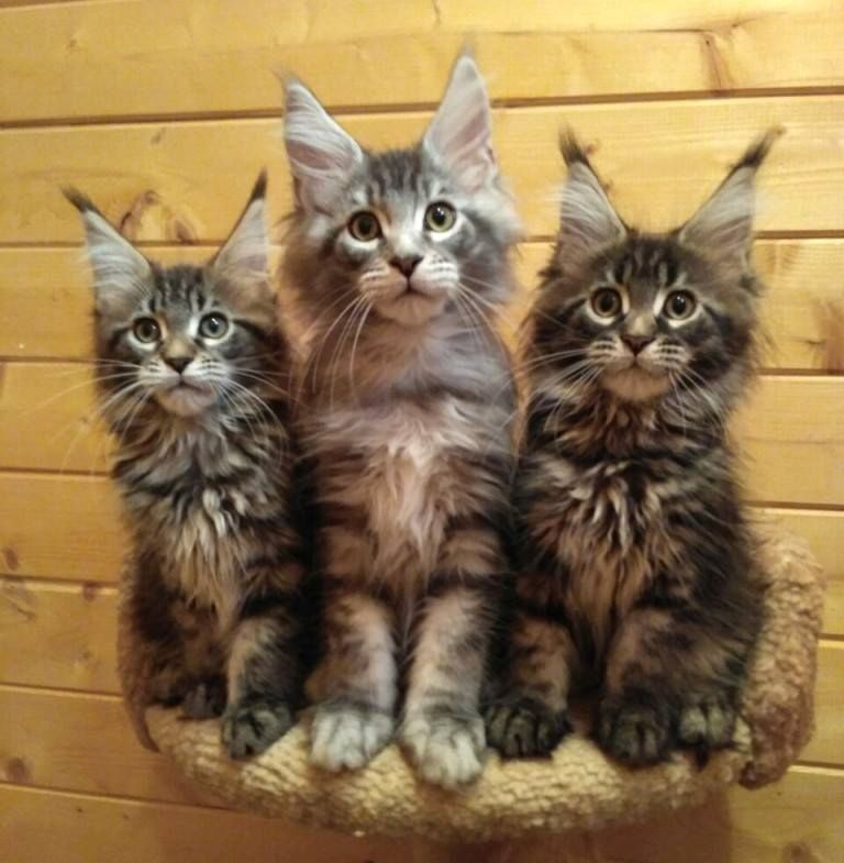 Typvolle Maine Coon Kitten