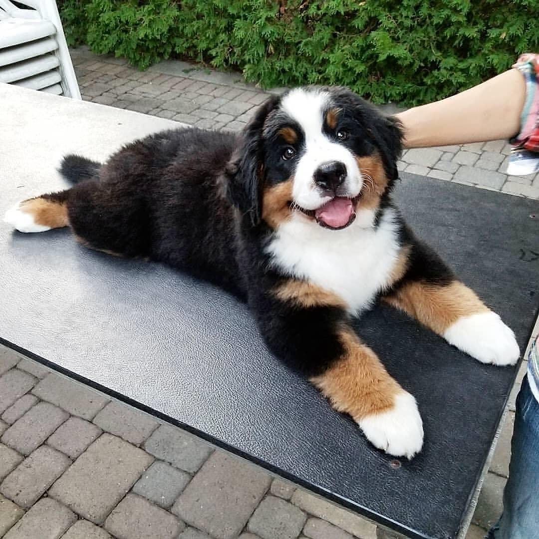 Berner Sennenhundwelpen