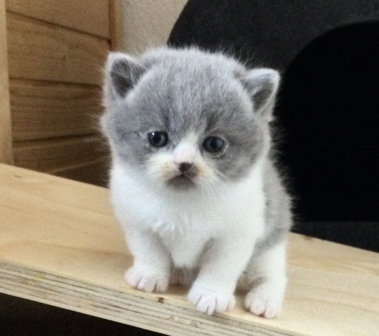 Bkh Kitten vom Züchter mit Stammbaum