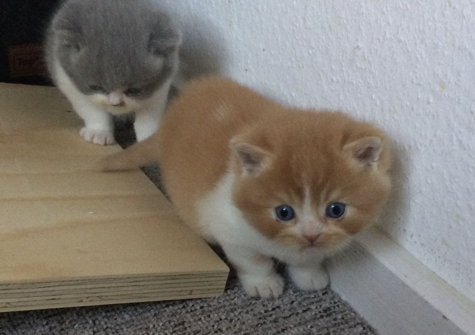 Bkh Kitten vom Züchter mit Stammbaum