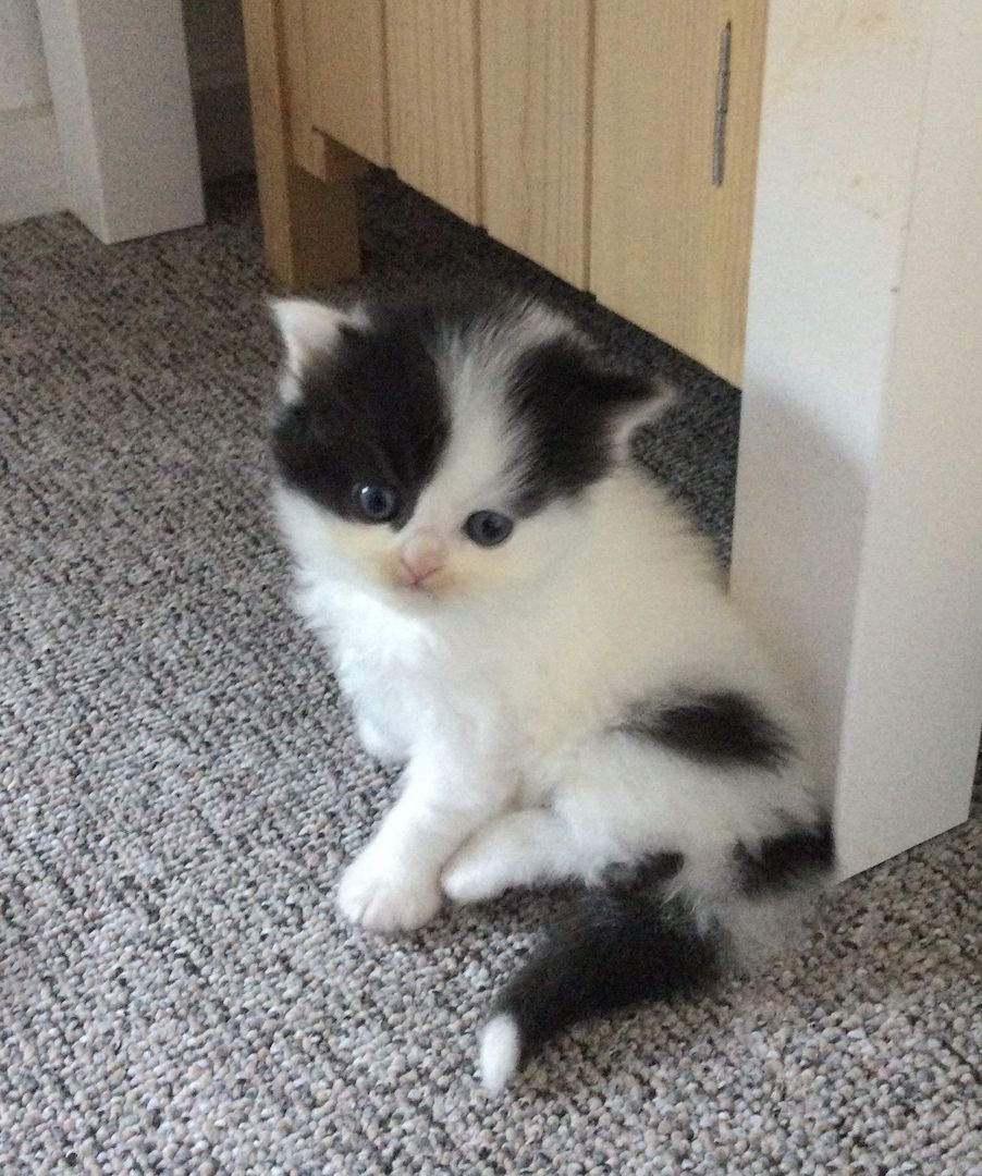 Bkh Kitten vom Züchter mit Stammbaum