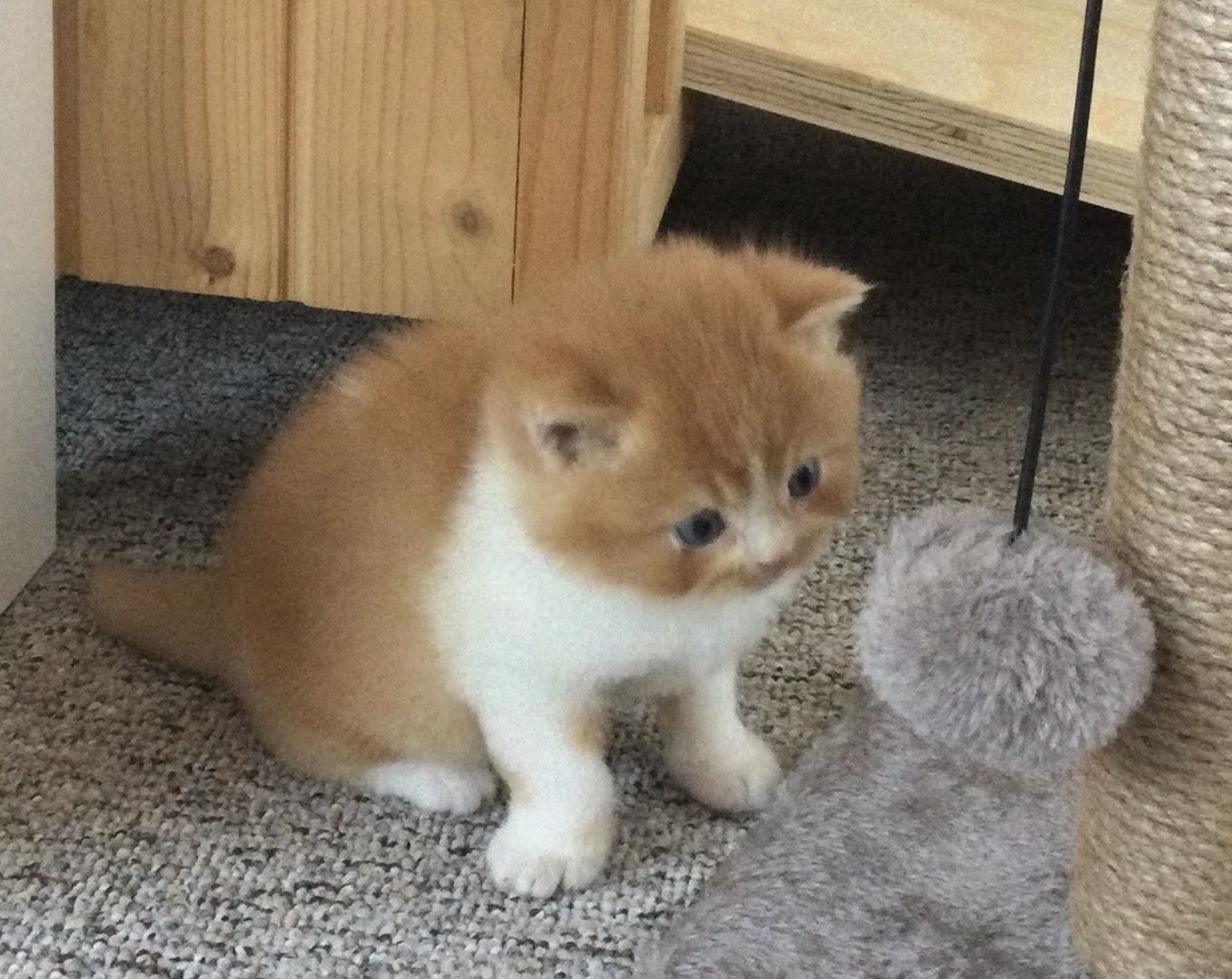 Bkh Kitten vom Züchter mit Stammbaum