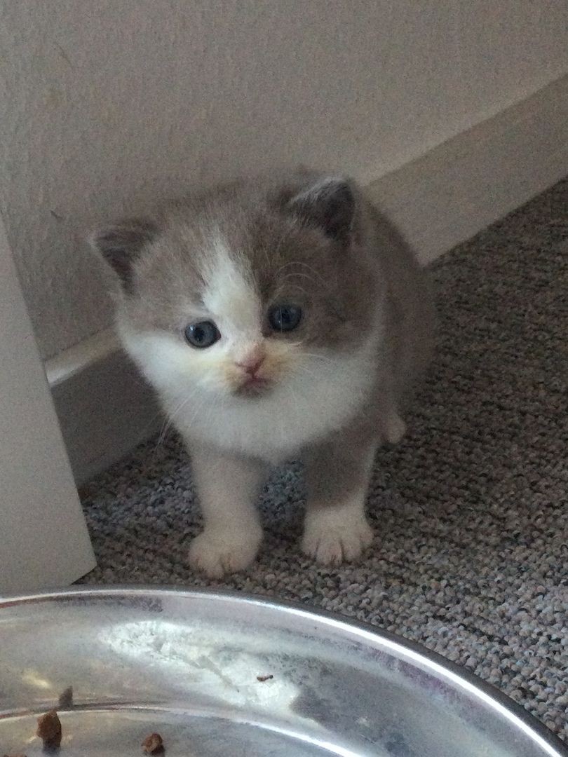 Bkh Kitten vom Züchter mit Stammbaum
