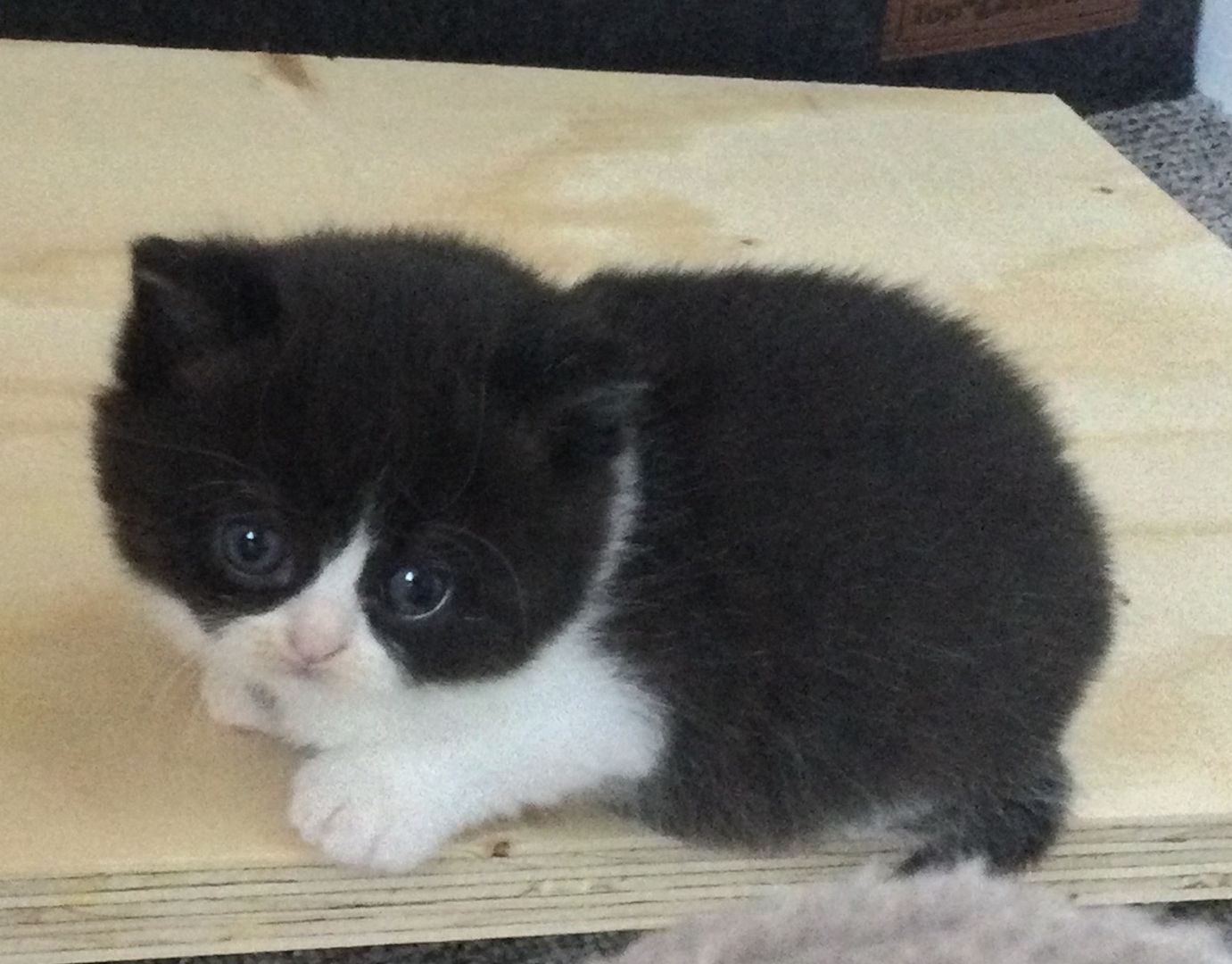 Bkh Kitten vom Züchter mit Stammbaum