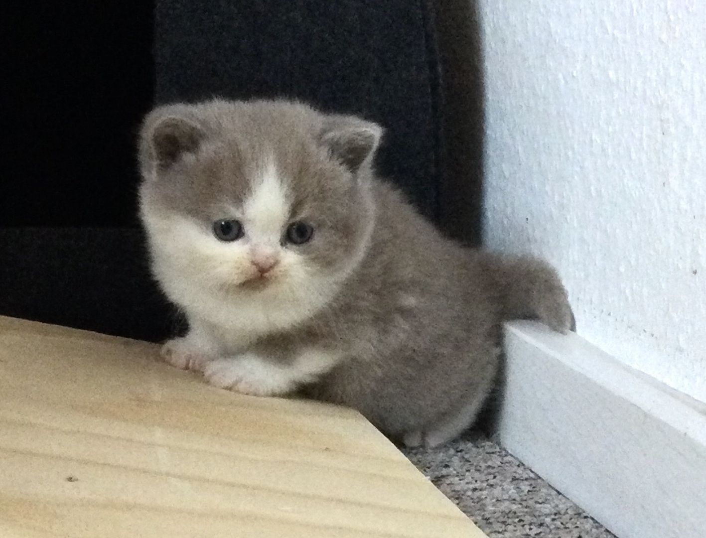 Bkh Kitten vom Züchter mit Stammbaum