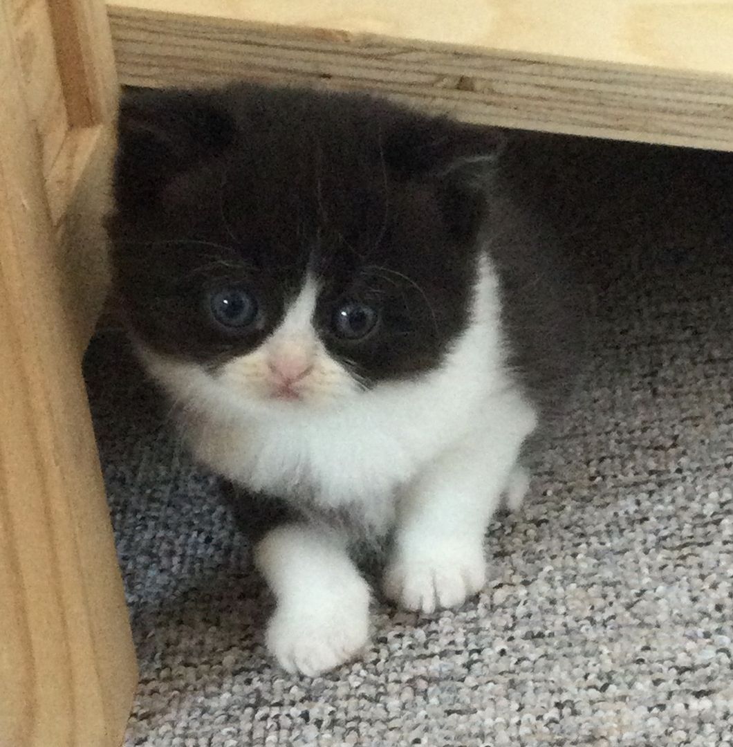 Bkh Kitten vom Züchter mit Stammbaum