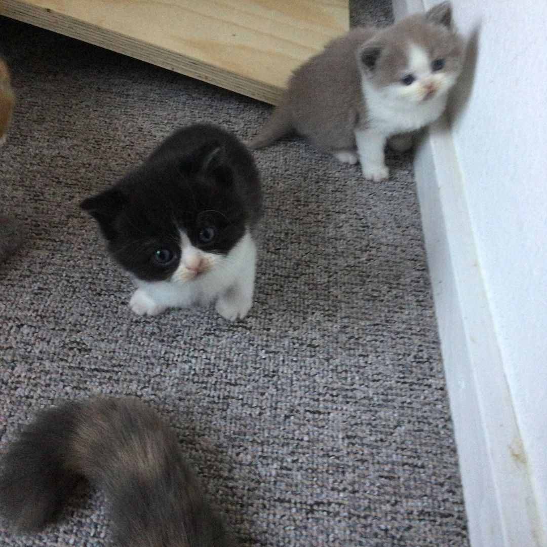 Bkh Kitten vom Züchter mit Stammbaum