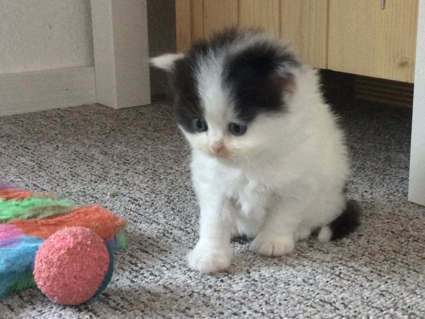 Bkh Kitten vom Züchter mit Stammbaum