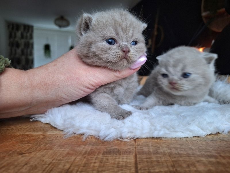 BKK-Kätzchen zur Adoption