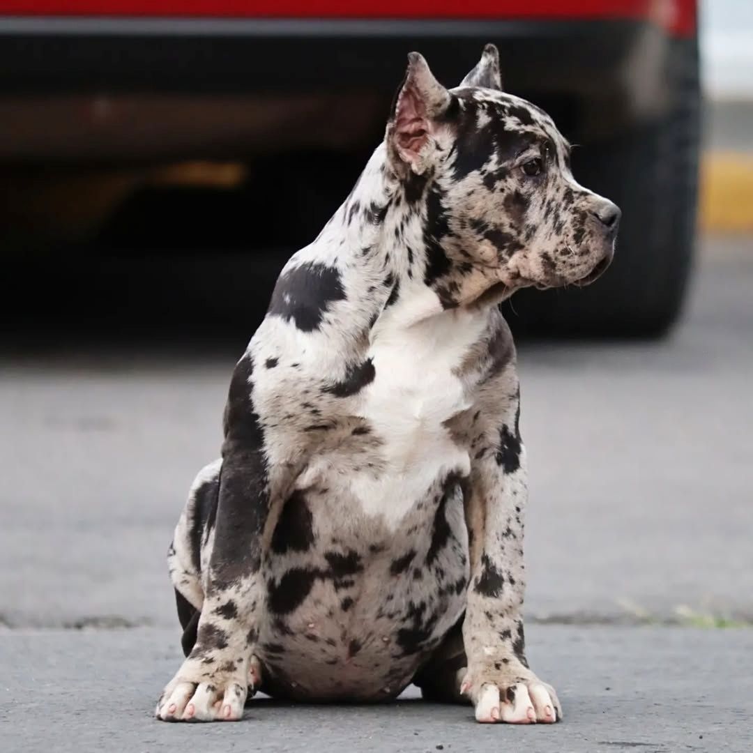 Exklusive American Bully XL Welpen. Exklusive American Bully XL Welpen.