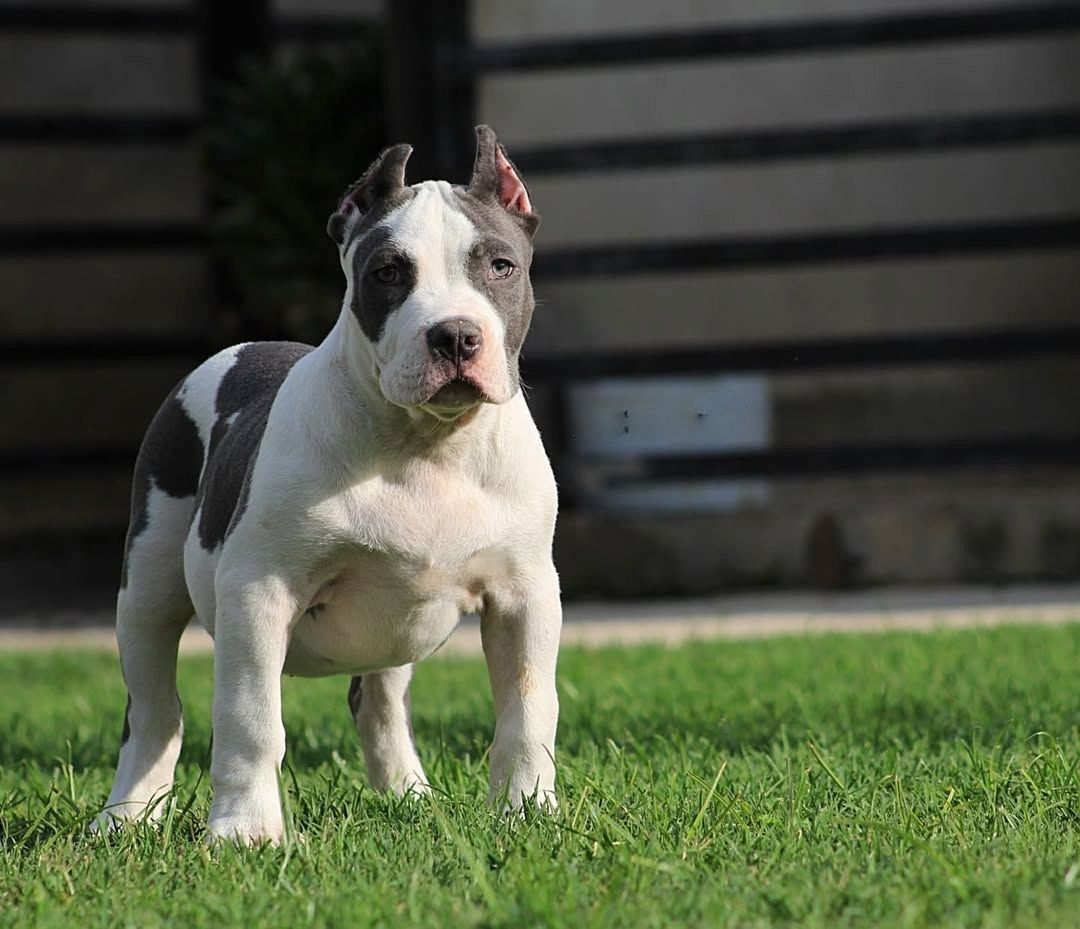 Exklusive American Bully XL Welpen. Exklusive American Bully XL Welpen.