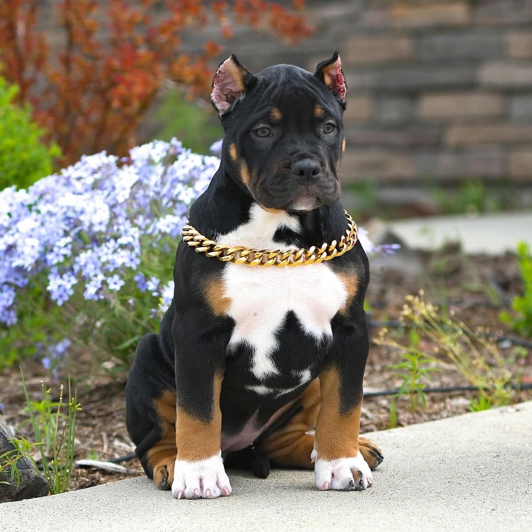 Wunderschöne American Bully Welpen XXL.