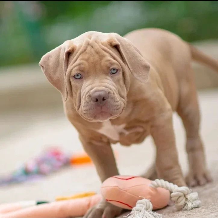 Wunderschöne American Bully Welpen XXL.