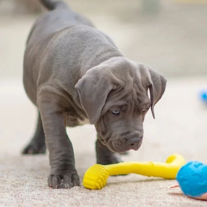 Wunderschöne American Bully Welpen XXL.