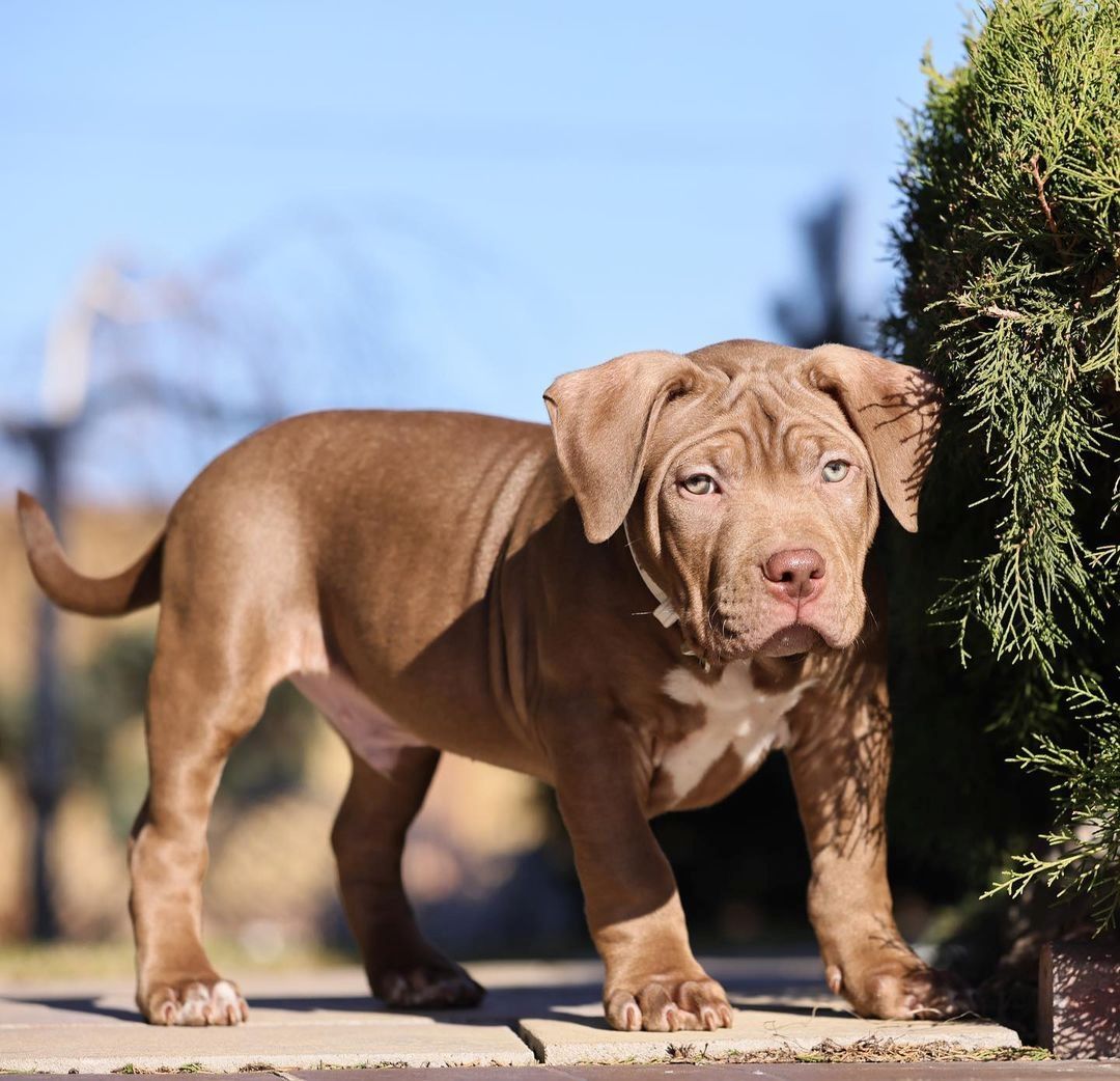American Bully XL Welpen mit wunderschönen Farben. American Bully XL Welpen mit wunderschönen Farben.