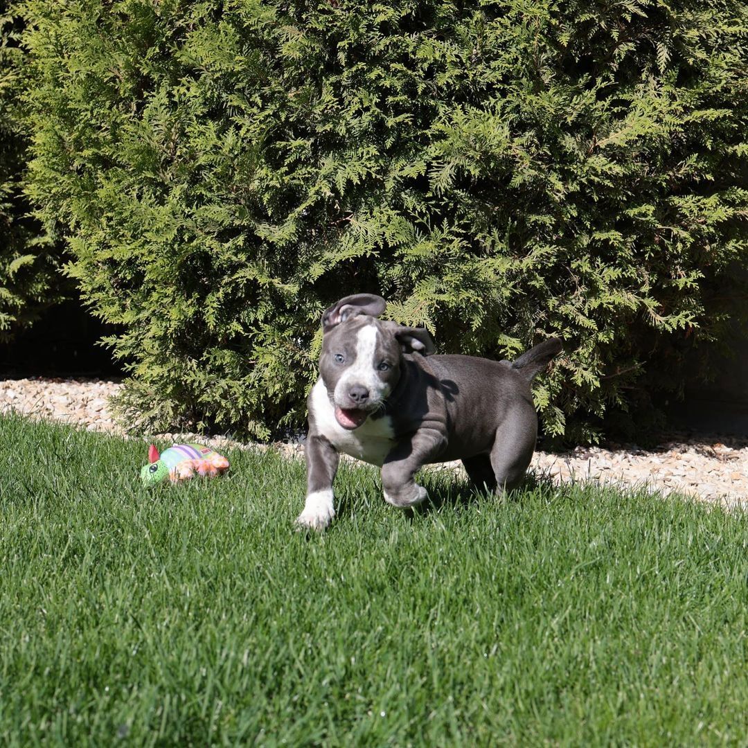 American Bully XL Welpen mit wunderschönen Farben. American Bully XL Welpen mit wunderschönen Farben.