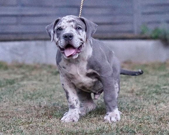 American Bully XL Welpen mit wunderschönen Farben. American Bully XL Welpen mit wunderschönen Farben.