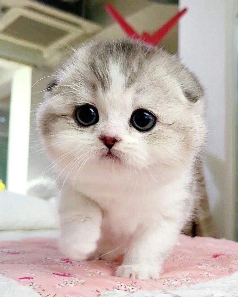 Munchkin-Kätzchen Munchkin-Kätzchen