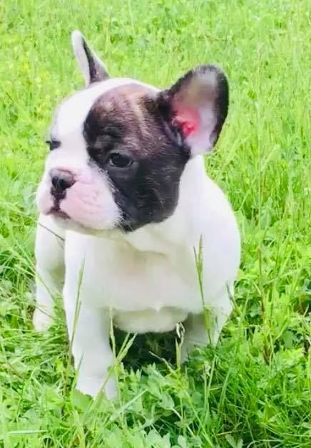Wunderschöne & Freiatmende Französische Bulldogge Babys.