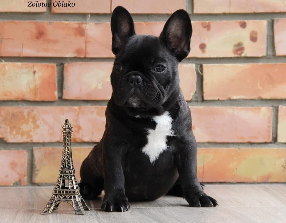 Wunderschöne & Freiatmende Französische Bulldogge Babys.