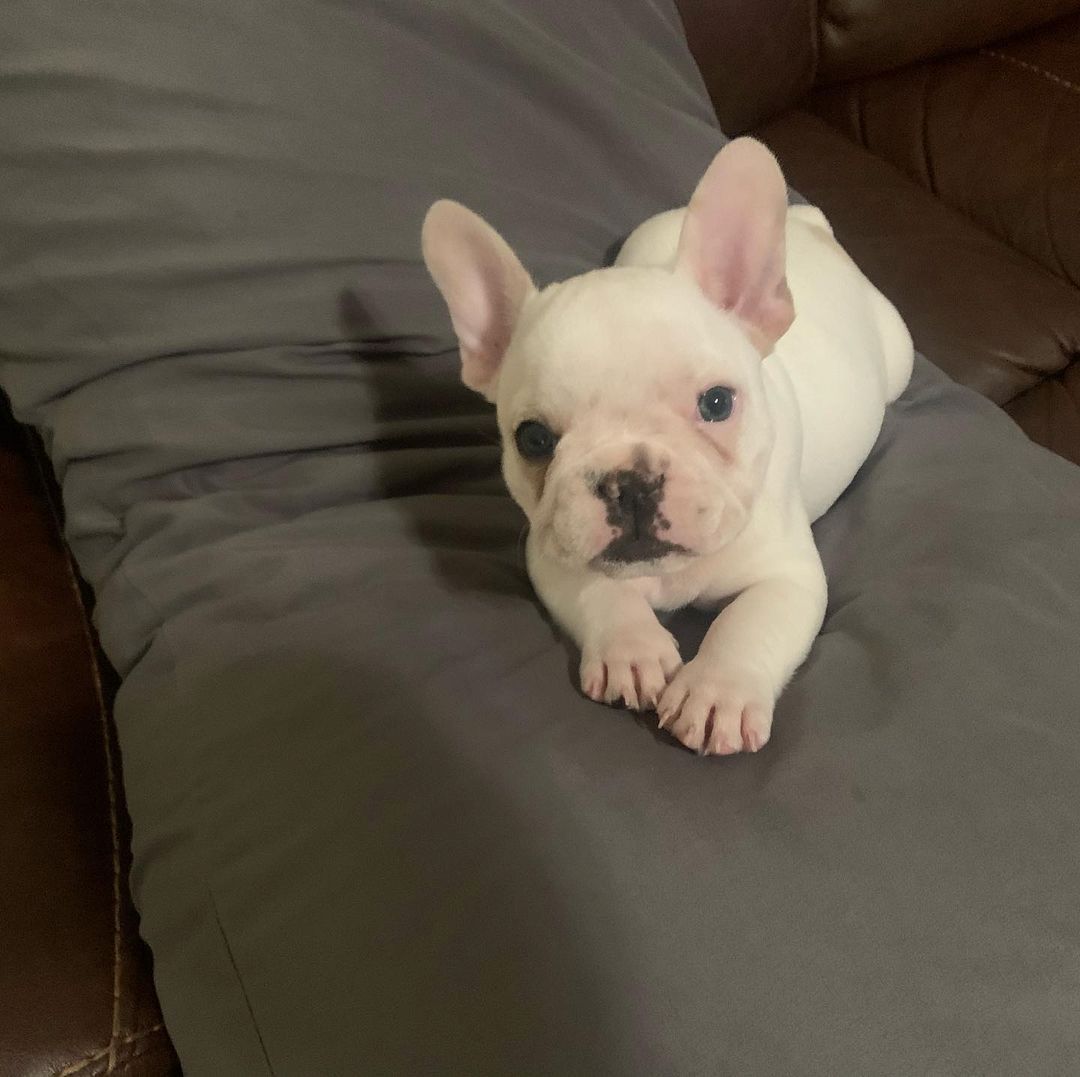 Wunderschöne & Freiatmende Französische Bulldogge Babys.