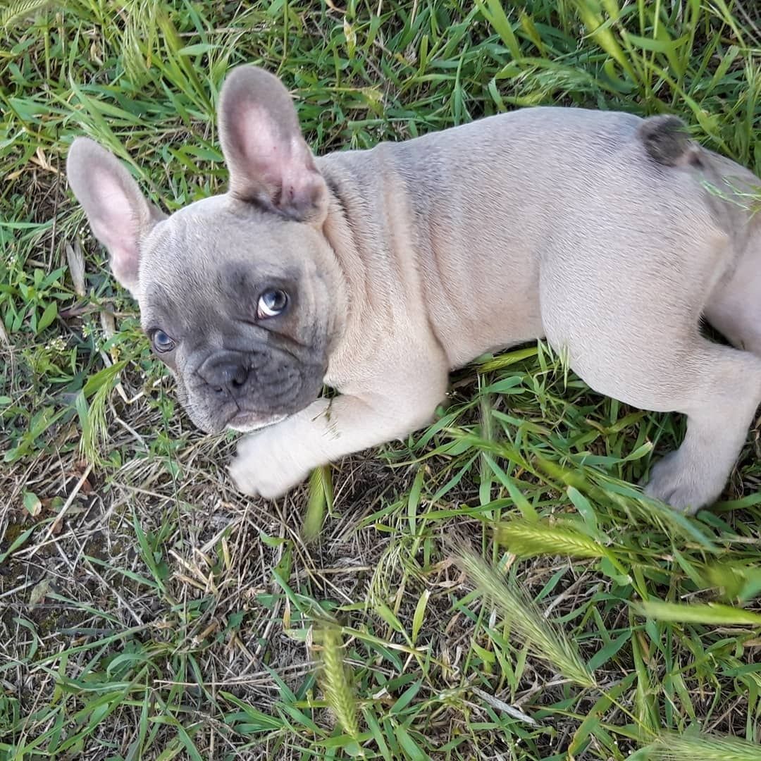Wunderschöne & Freiatmende Französische Bulldogge Babys.