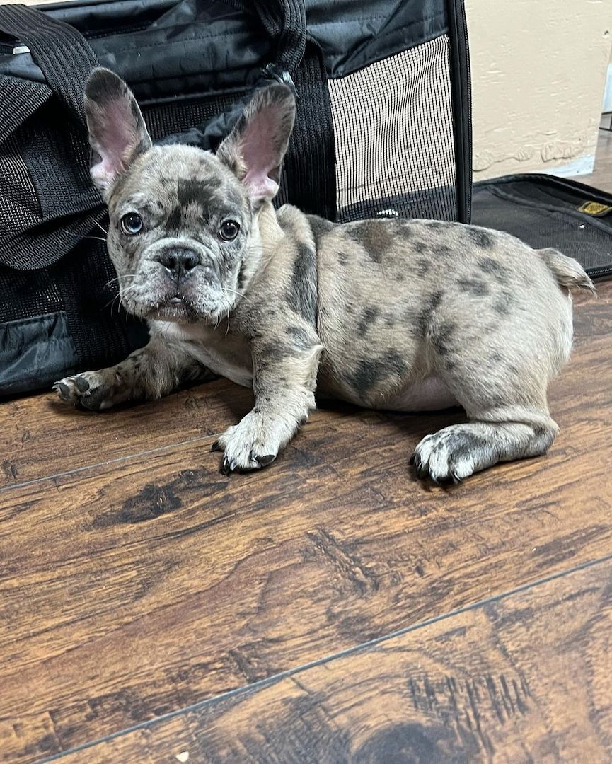 Französische Bulldogge Welpen suchen ab sofort ein neues Zuhause