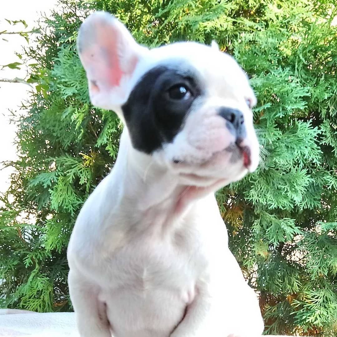 Französische Bulldogge Welpen suchen ab sofort ein neues Zuhause