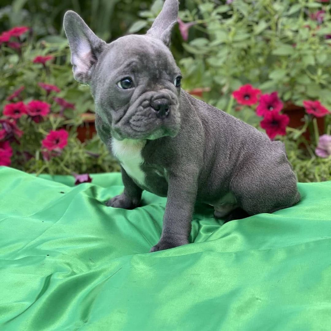 Französische Bulldogge Welpen suchen ab sofort ein neues Zuhause