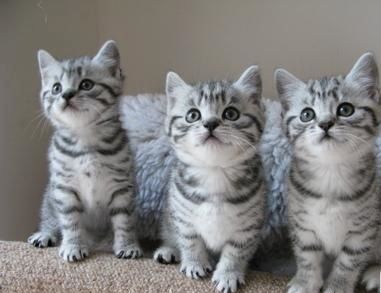BKH Britisch Kurzhaar Katzen