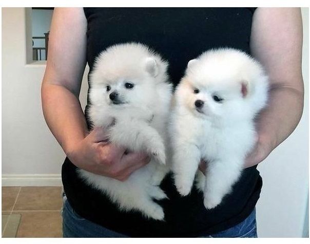 Pomeranian Zwergspitz Welpen m/w