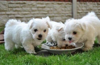 Malteser Welpen zu verkaufen