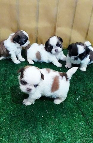 Shih Tzu Welpen/W/m