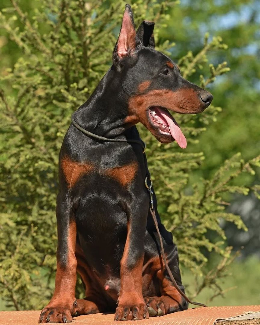 Dobermann-Welpen.