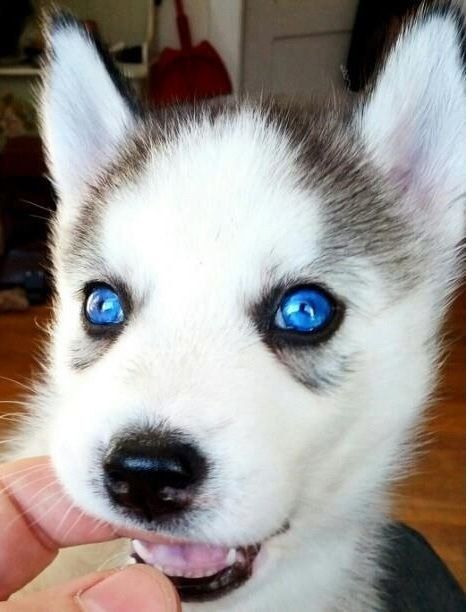 Siberian Husky-Welpen m/w Siberian Husky-Welpen m/w
